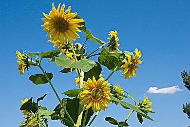 《街头霸王6》迪·杰主题曲 6月2日正式发售